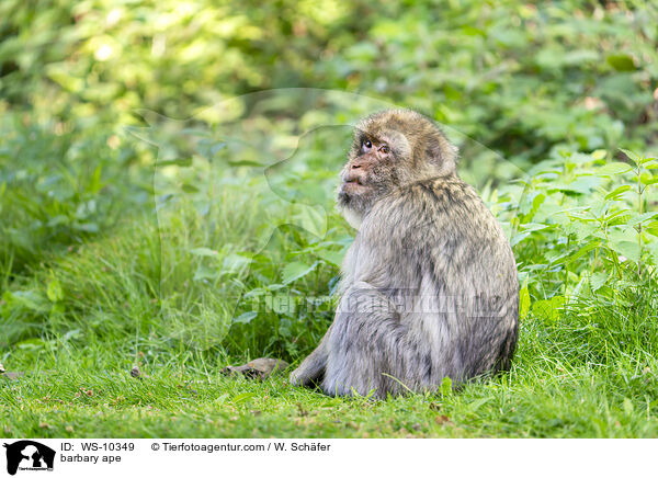 Berberaffe / barbary ape / WS-10349