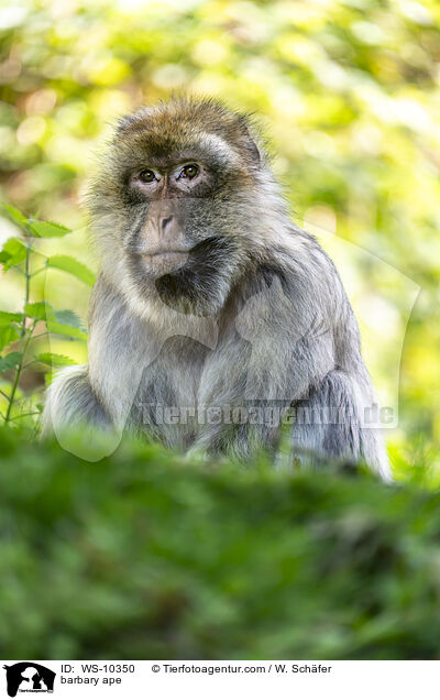 Berberaffe / barbary ape / WS-10350