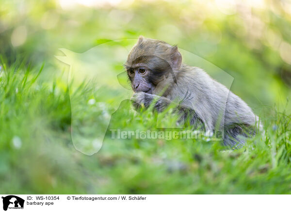 Berberaffe / barbary ape / WS-10354