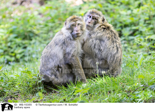 barbary apes / WS-10355