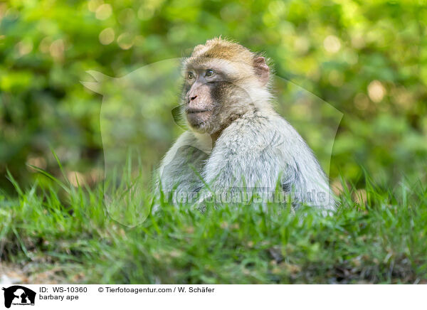 barbary ape / WS-10360