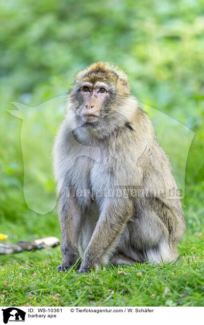 Berberaffe / barbary ape / WS-10361