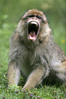 gaping barbary ape