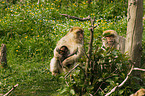 barbary apes