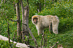 barbary ape