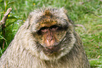 barbary ape