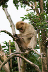 barbary ape