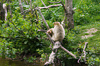 barbary ape