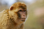 barbary ape