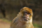 barbary ape