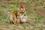 barbary ape