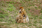 barbary ape