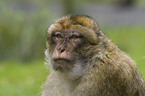 barbary ape