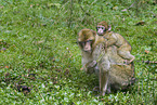 barbary ape