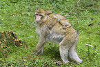 barbary ape