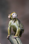 barbary ape