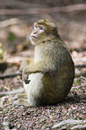 barbary ape