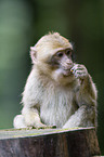 barbary ape