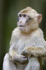 barbary ape