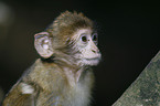 young barbary ape