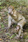 barbary apes