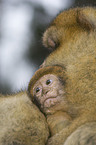 barbary ape baby