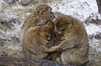 barbary apes