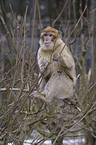 barbary ape