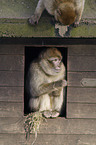 barbary apes