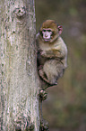 barbary ape