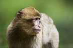 barbary ape