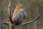 barbary ape