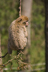 barbary ape