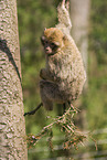 barbary ape