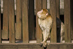 barbary ape