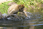 barbary ape