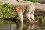 barbary ape