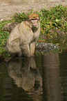 barbary ape