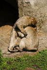 barbary apes