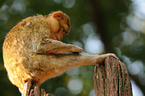 barbary ape