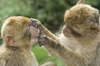 barbary apes