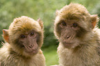 barbary ape