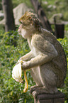 barbary ape