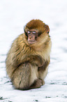 Barbary ape