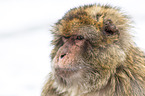 Barbary ape