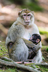 barbary apes