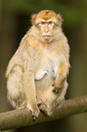 barbary ape