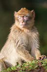 barbary ape