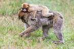 barbary apes