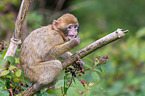 barbary ape